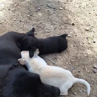سگ پاکوتاه
