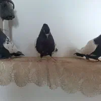 کبوتر‌سینه‌سیاه