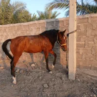 اسب مادیان اصیل خالص درشوری|اسب و تجهیزات اسب‌سواری|بم, |دیوار