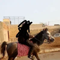 اسب نریان سر دم گیر چهار ساله