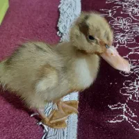 جوجه اردک زیبا سرحال