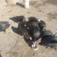 بوقلمون|حیوانات مزرعه|ماهیدشت, |دیوار