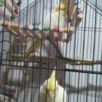 عروس هلندی لوتینو