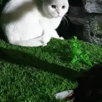 گربه|گربه|تهران, بریانک|دیوار