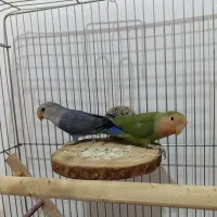 طوطی برزیلی