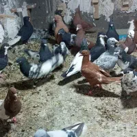 کبوتر نر سوراخ