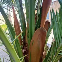 نخل برهی و پیارم کنار پیوندی