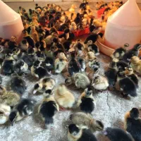 جوجه اردک|حیوانات مزرعه|دابودشت, |دیوار