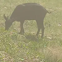 فروش بز الپاین و مورسیاه