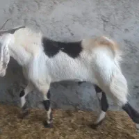 پازن پاکستانی درجه یک