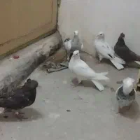 کبوتر رنگه