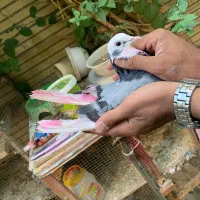 کبوتر|پرنده|شاهین‌شهر, شهرک گلدیس|دیوار