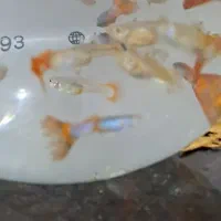 ماهی گوپی|ماهی|مرودشت, ژیان|دیوار