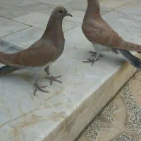 کبوترجوجه  دمگیرسیمونی کنارتر افتاب نخورده