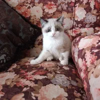 گربه پرشین کلاسیک نر