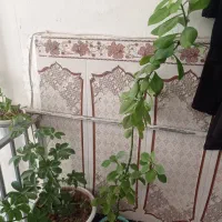 گل طبیعی|گل و گیاه طبیعی|سرپل ذهاب, |دیوار