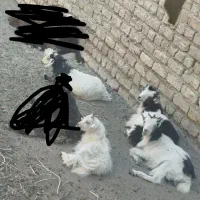 فروش 4راس بزغاله