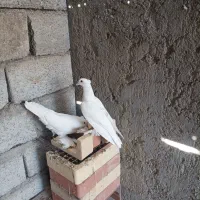 کفتر|پرنده|خمیر, |دیوار