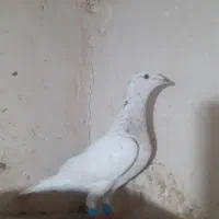6تاسار وساده