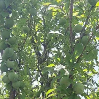 با‌غ‌ویلا اول ورودی کودیان