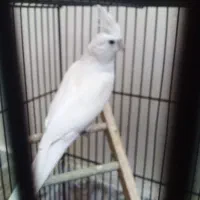 عروس هلندی البینو