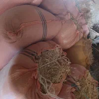 کاه جو|لوازم جانبی حیوانات|هندمینی, |دیوار