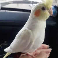 فروش عروس هلندی