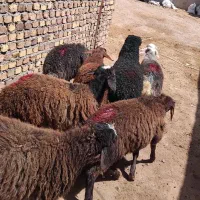 بره نر و ماده