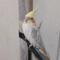 عروس هلندی نر
