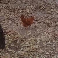 مرغ وفریک های امسال ۴تا سالم|حیوانات مزرعه|محمدیه-قزوین, |دیوار