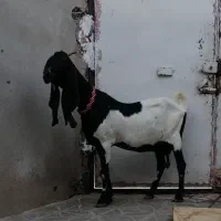 بز زاییده پاکستانی
