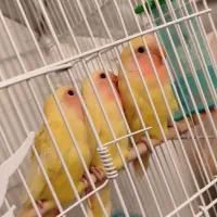 جوجه طوطی برزیلی آماده دستی شدن|پرنده|محمدیه-قزوین, |دیوار