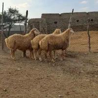بره قوچ مغانی