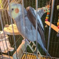 یک عروس هلندی نر رام ودستی