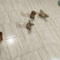 فروش چهار عدد توله سگ پامر اشپیتز