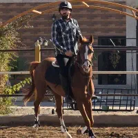 اسب عرب|اسب و تجهیزات اسب‌سواری|کرج, محمد آباد|دیوار