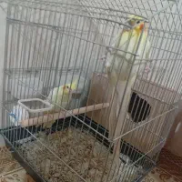 عروس هلندی