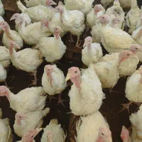 بوقلمون‌بیوتی‌گوشتی(به خاطرعیالم آتیش زدم به مالم)|حیوانات مزرعه|قم, شهرک مهدیه|دیوار