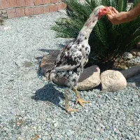 بوقلمون و لاری جوان