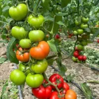 6500نشا گوجه گلخانه ای اماده کشت باقرارداد وضمانت