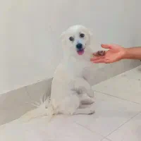 پامرروباهی