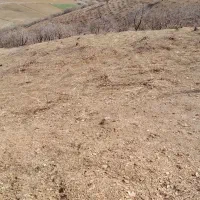 باغ انگور|خدمات باغبانی و درختکاری|خاو و میرآباد, |دیوار