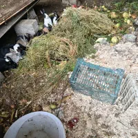 خرگوشی محلی