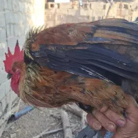 دو عدد خروس محلی اصل به فروش می‌رسد
