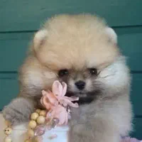 توله سگ پامر خرسی نر|سگ|مشهد, امیریه|دیوار