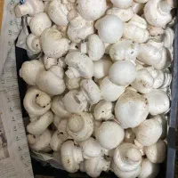 فروش قارچ دجه ۱