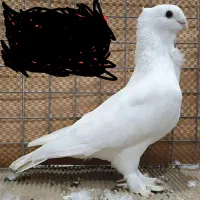 کفتر ساتن کاکلی سینه فر نوک قناری نر سفید پاک