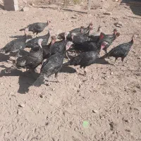 بوقلمون ماده