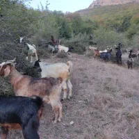 بزفروشی|حیوانات مزرعه|مینودشت, |دیوار