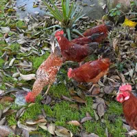 مرغ و خروس محلی|حیوانات مزرعه|تولم شهر, |دیوار